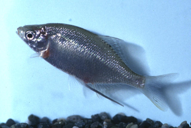 Acheilognathus typus